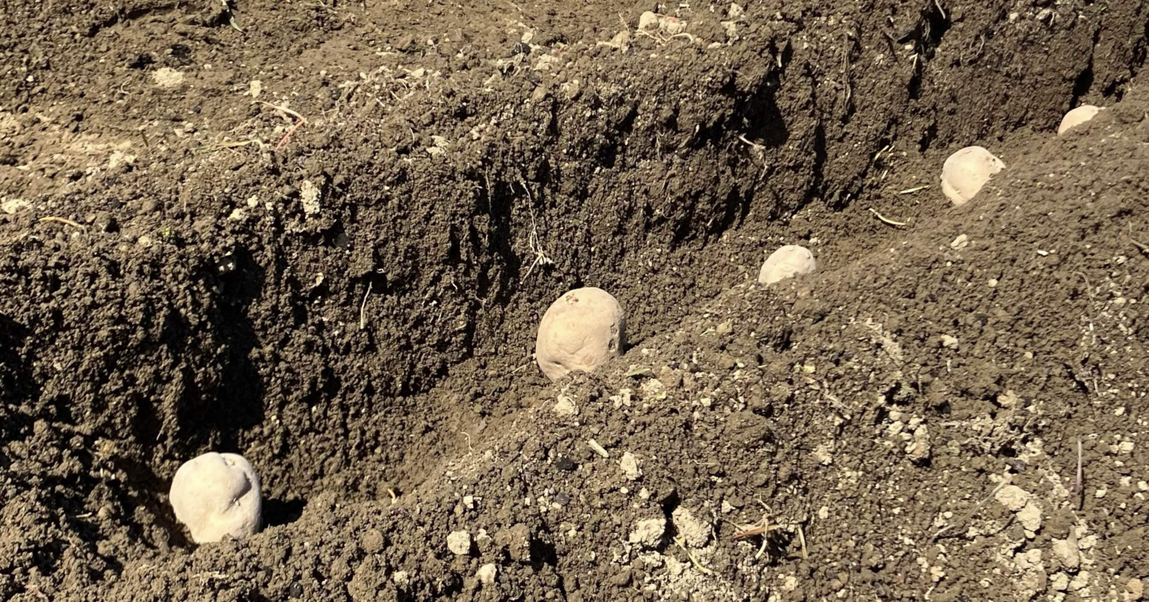 ジャガイモ）植えました＆植えてました――はたけのきろく2月18日【家庭