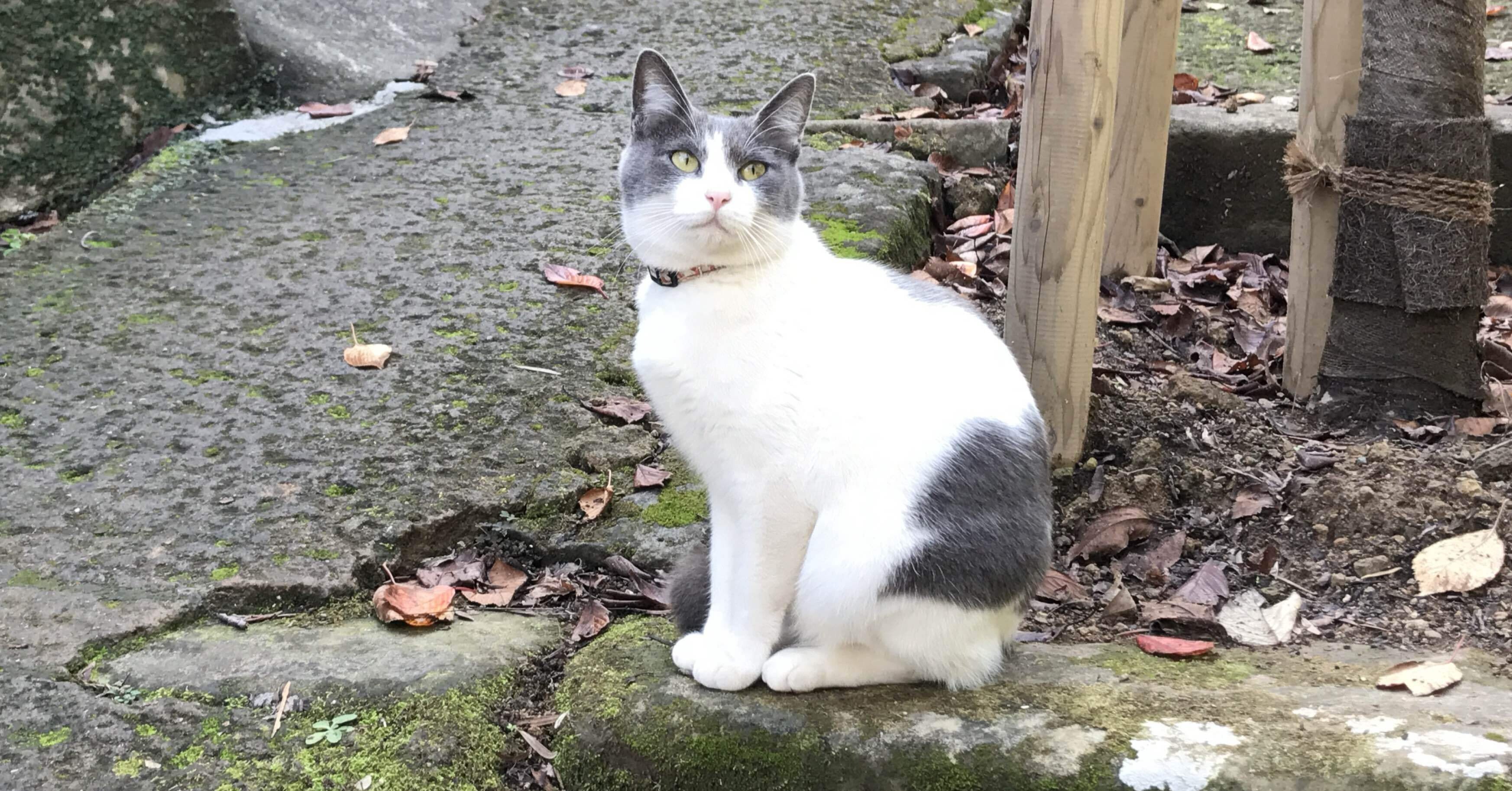 今年もやるニャー！猫の日2026｜よねざわぽとふ