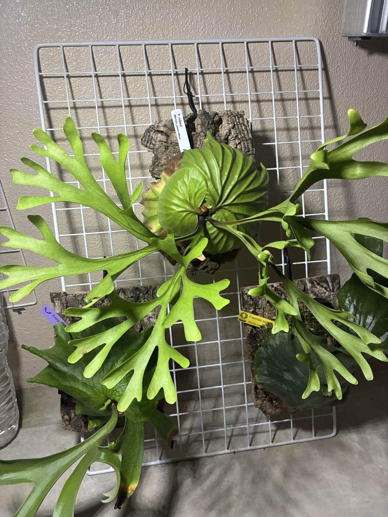 ①ビカクシダ リドレイ｜半人前育成者