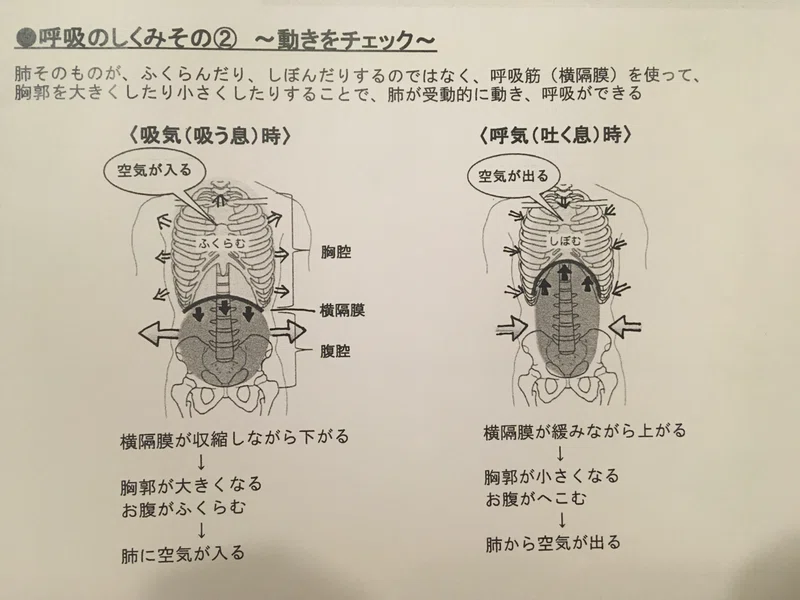 呼吸のしくみ とって Note