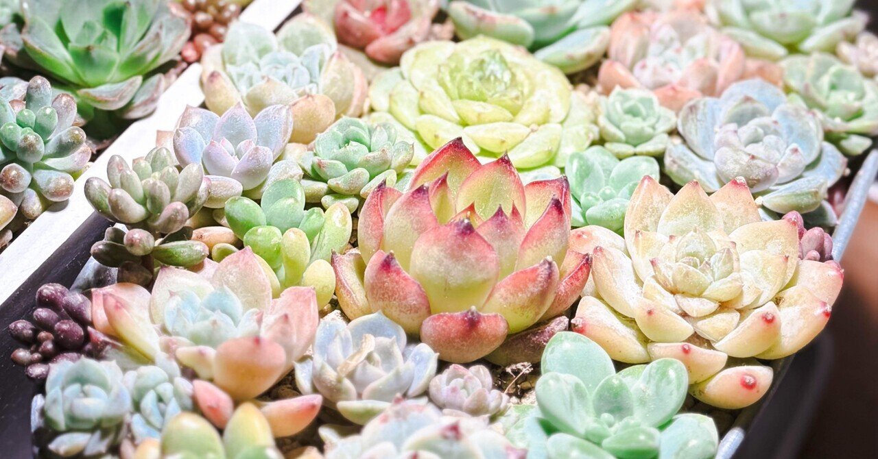 多肉植物の寄せ植え。｜スゥ