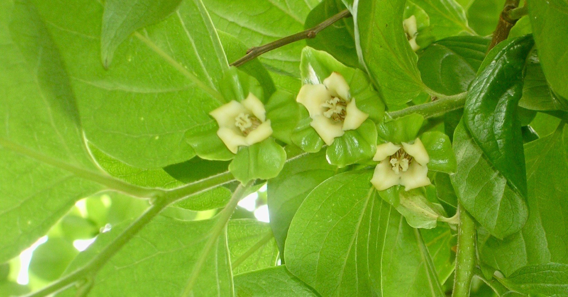 柿の花 おちまこと Note 柿の花 おちまこと Note