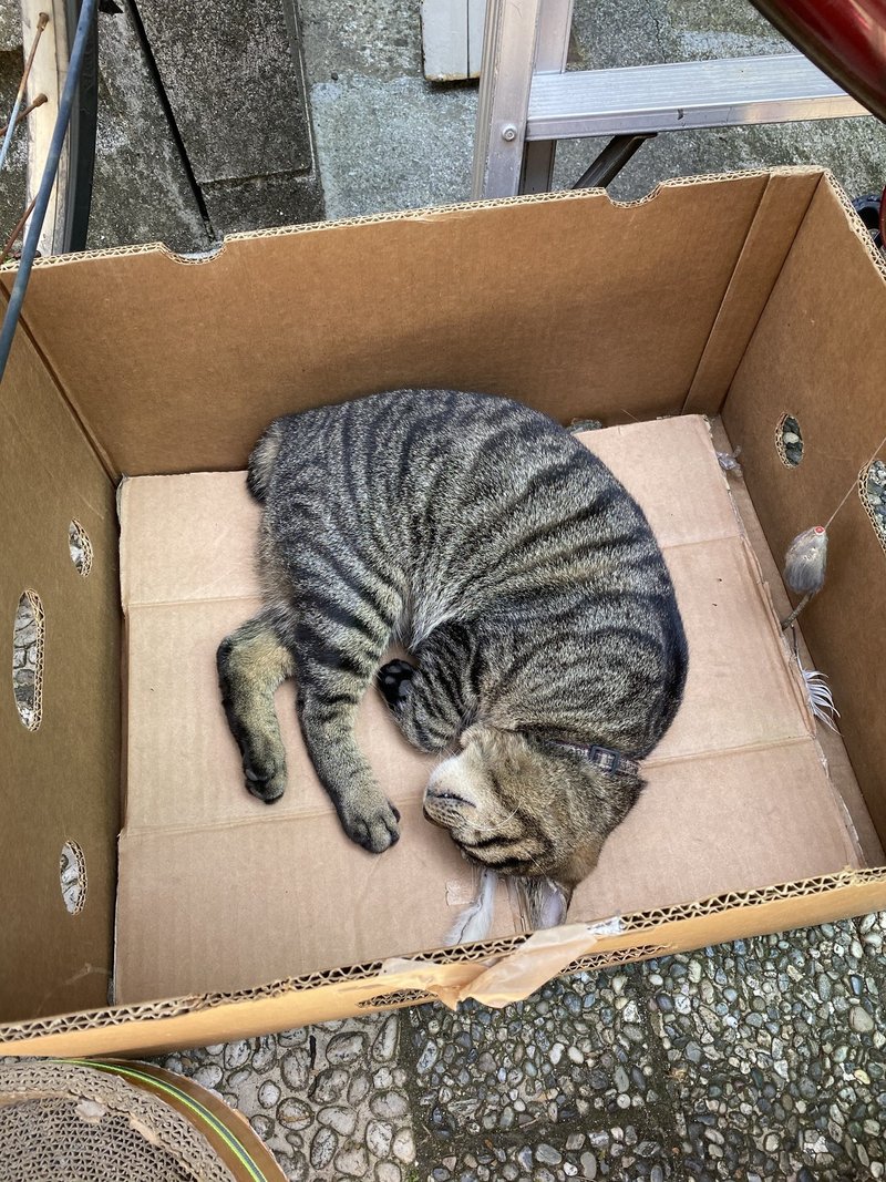 ブラックタイガーみたいな猫を見る子供 村木藤志郎 Note