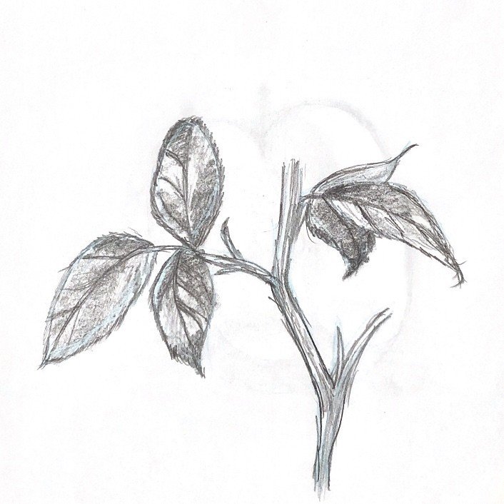 毎日デッサン３６日目 ４２日目 イトウ アリサ Note