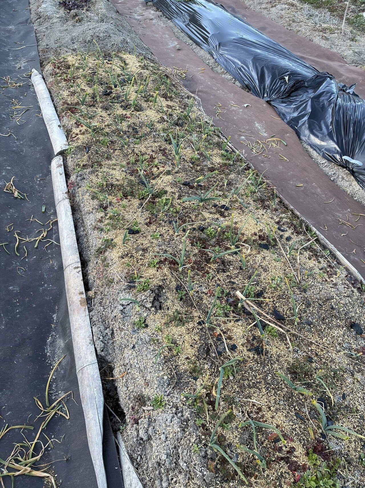 畑に週2回しかいけない人の観光農園への道｜KUROZU kitchen