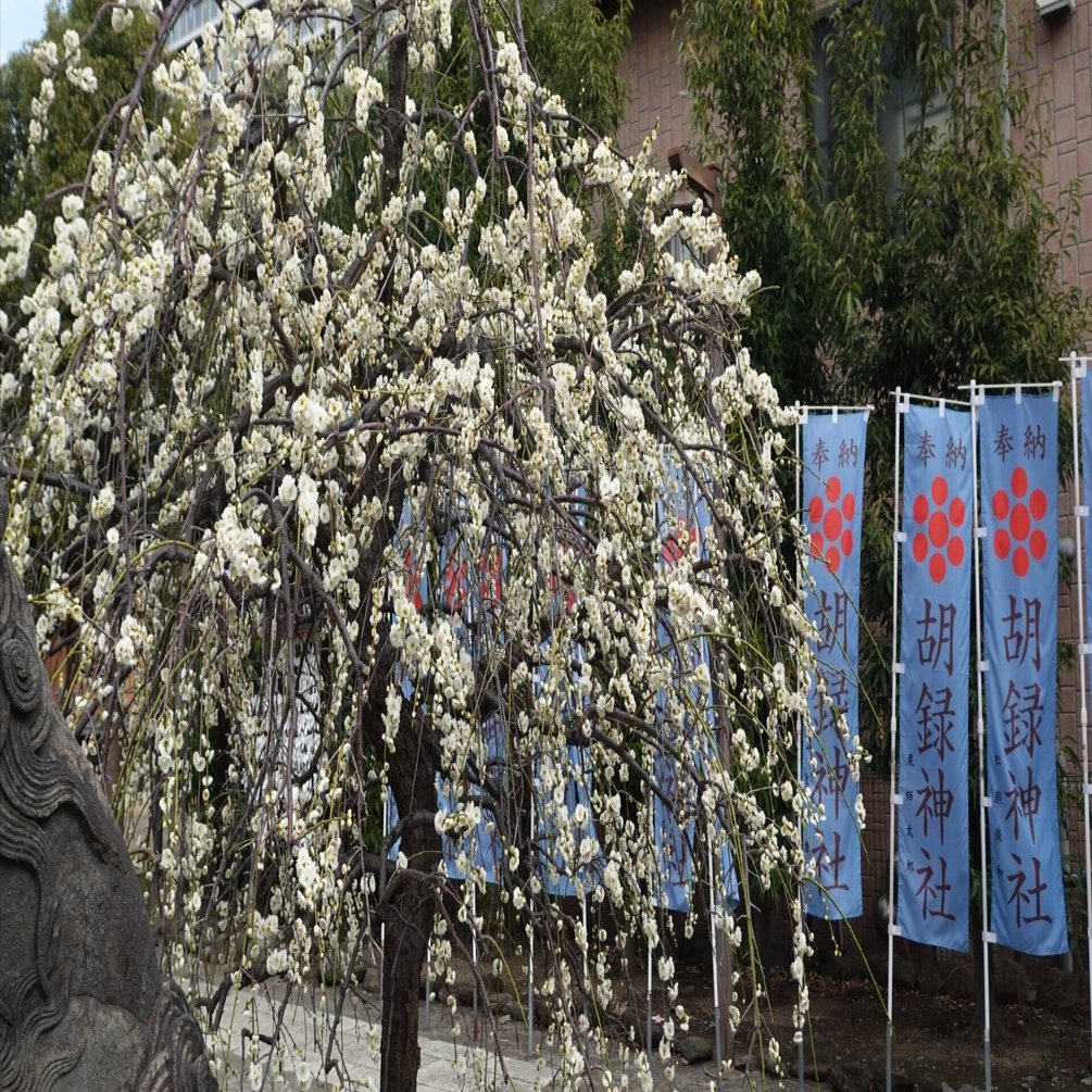 今日もメジロ｜とりごーり