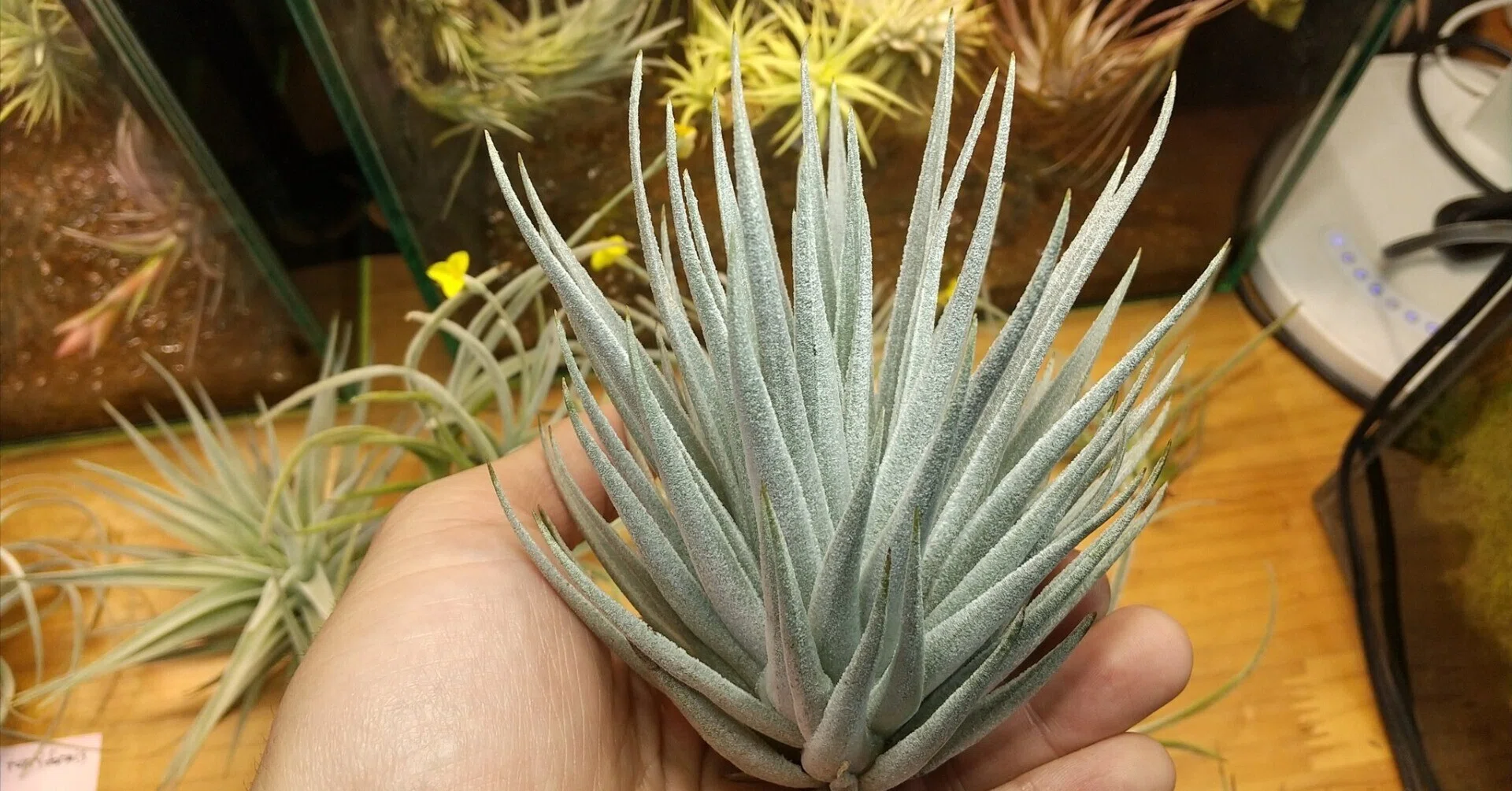 チランジア入荷リスト1/28｜NatureGarden🌿神田