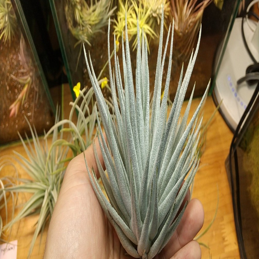 チランジア入荷リスト1/28｜NatureGarden🌿神田