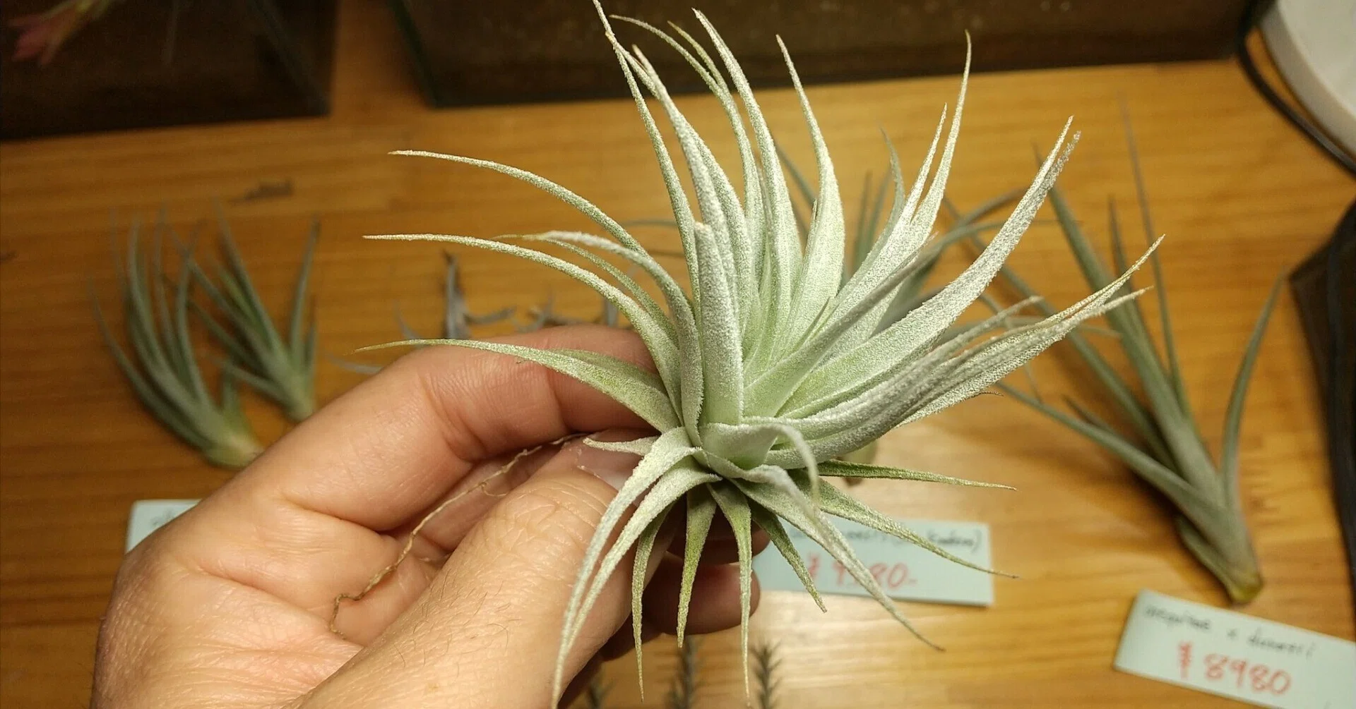 はずき　チランジア チランジア入荷リスト2/7｜NatureGarden🌿神田