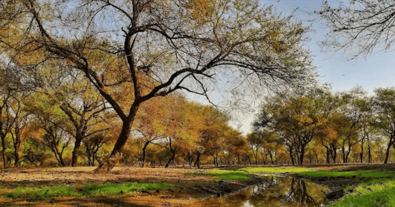 緑の盾が消えた首都 スーダン内戦、生きるために「未来」を燃やす人々