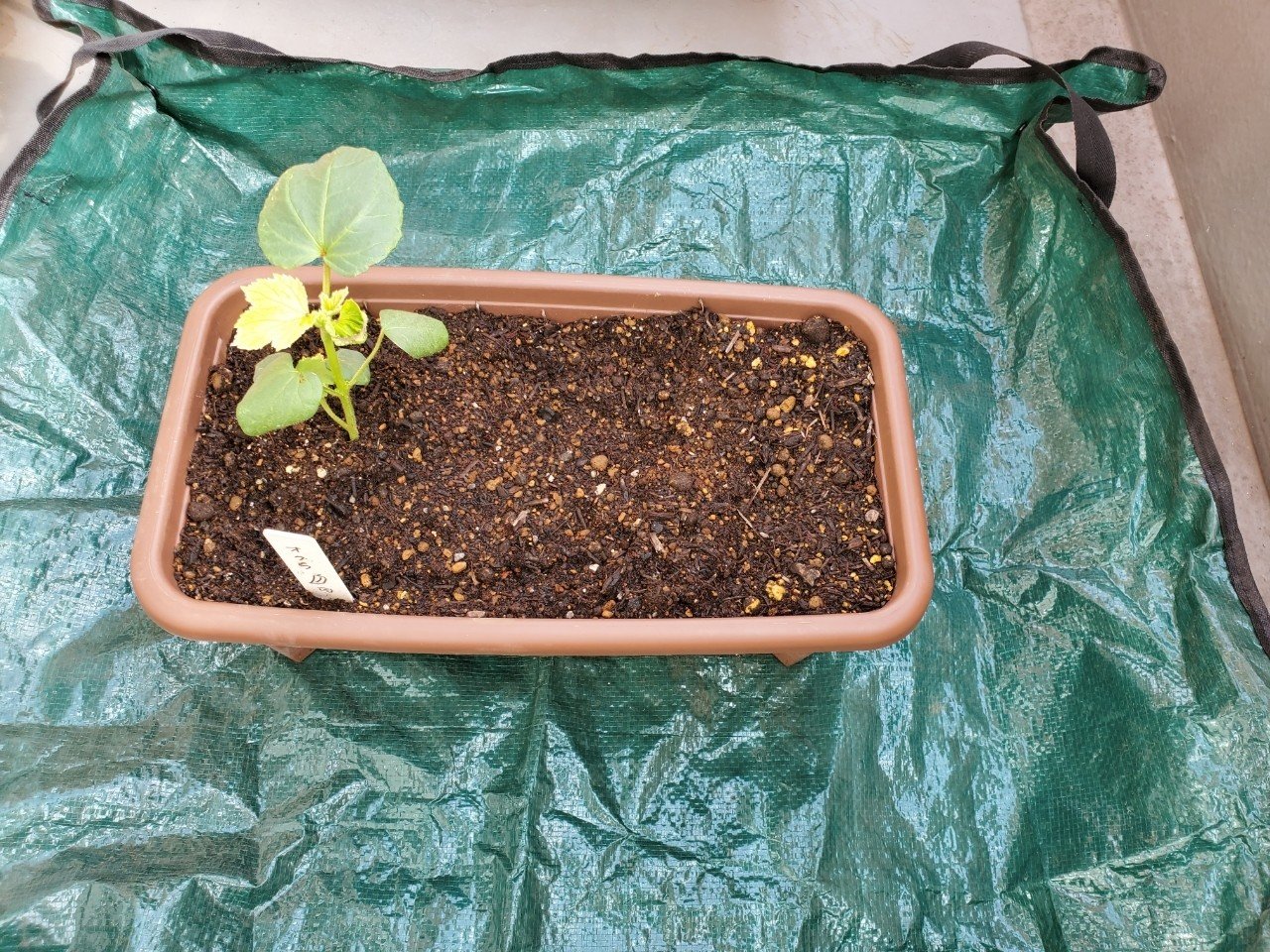 ベランダを汚さない便利なビニールシート あめ Note