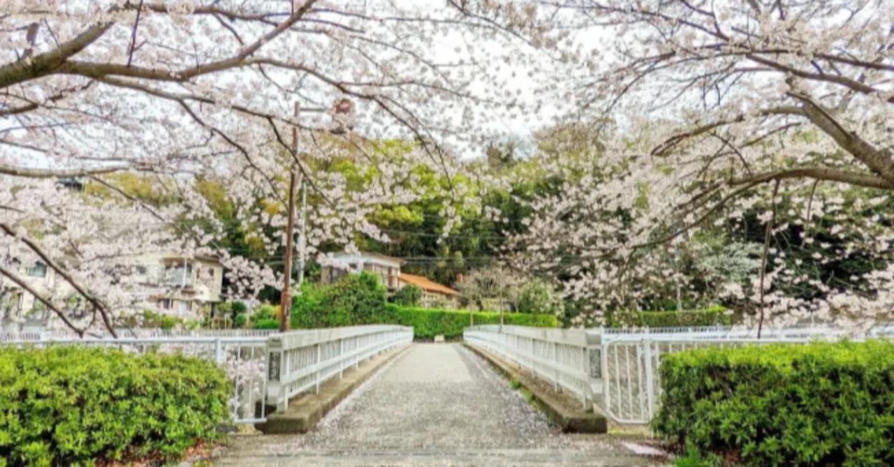 藤沢市・お花見穴場スポット】枝を広げた「満開桜」が人々を誘い込む