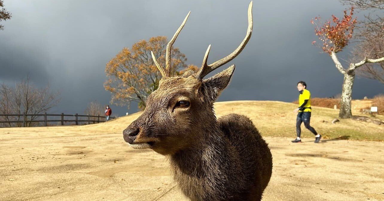 👑G1全日本選抜熊本1.2.3.5.6レースセット👑｜鹿ちゃん🦌競輪予想