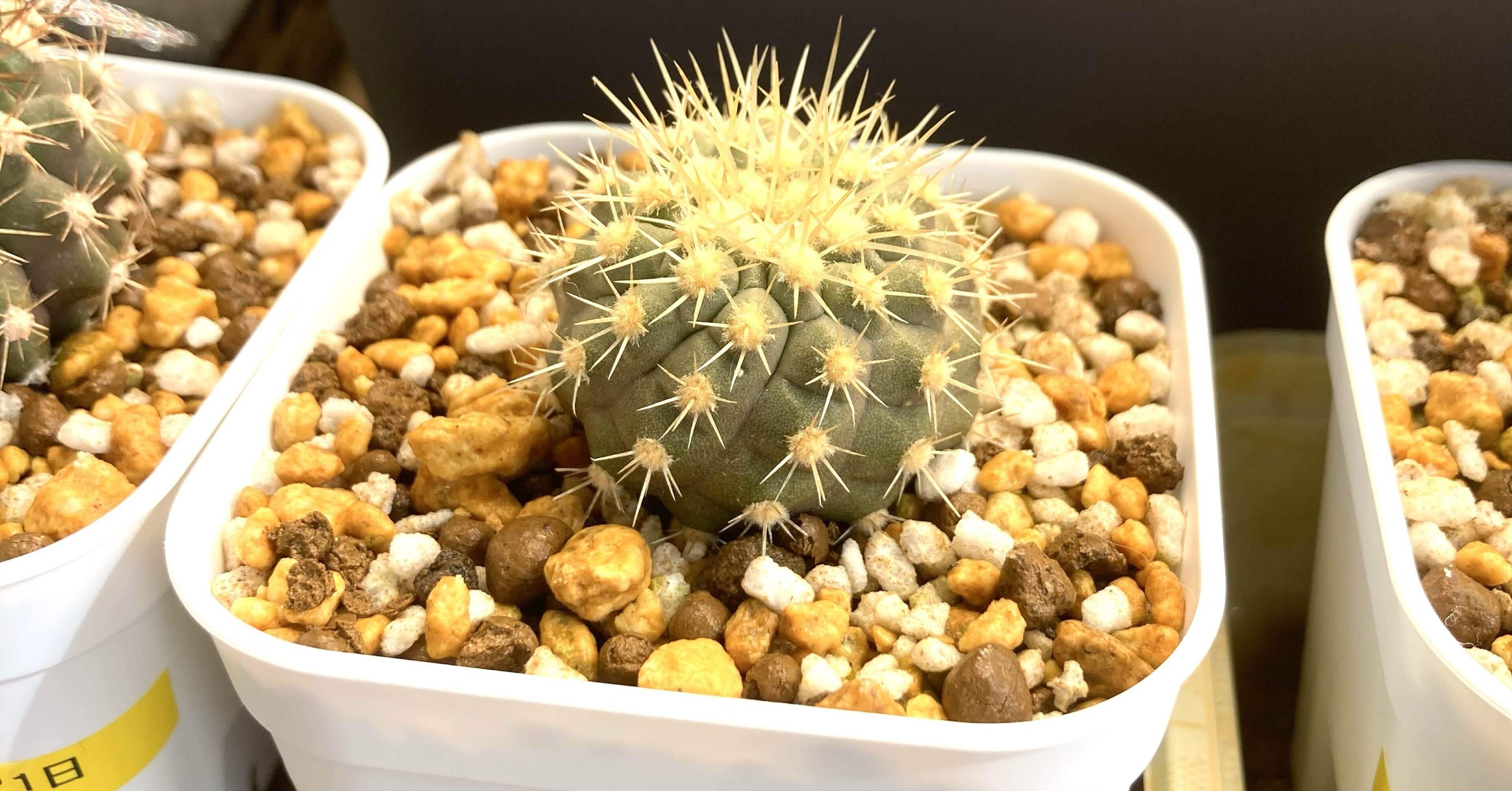 コピアポア ギガンティアの種を260粒購入した。｜終の住処の黒王丸