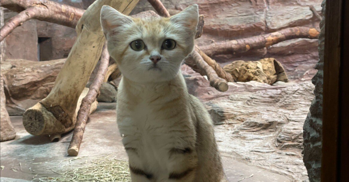 スナネコのサディーカについて｜那須どうぶつ王国公式note