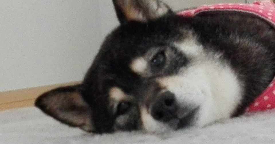 老犬と暮らす そらさん 不機嫌の理由 吉永 早希 Note