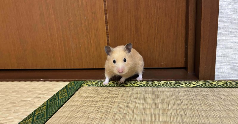 2026年2月の飼育日記 - ゴールデンハムスター｜𝒑𝒊𝒏𝒐｜note