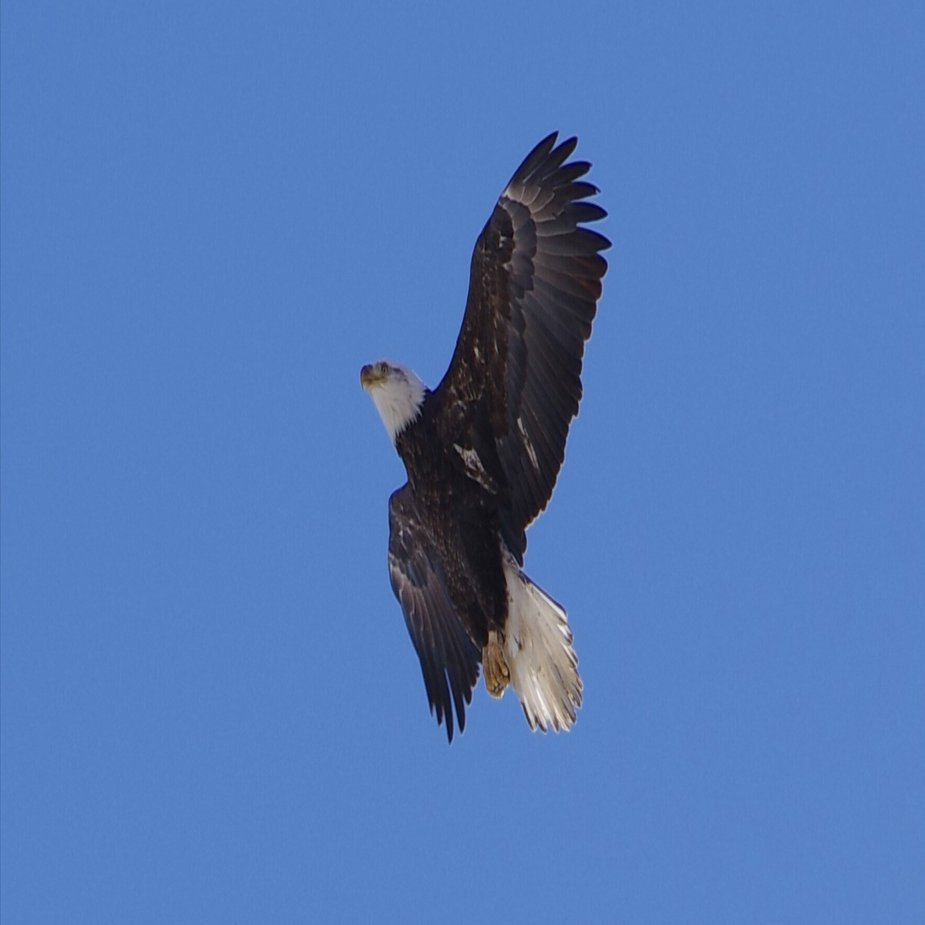 アメリカの象徴、ハクトウワシと遭遇｜Takaaki Ueno