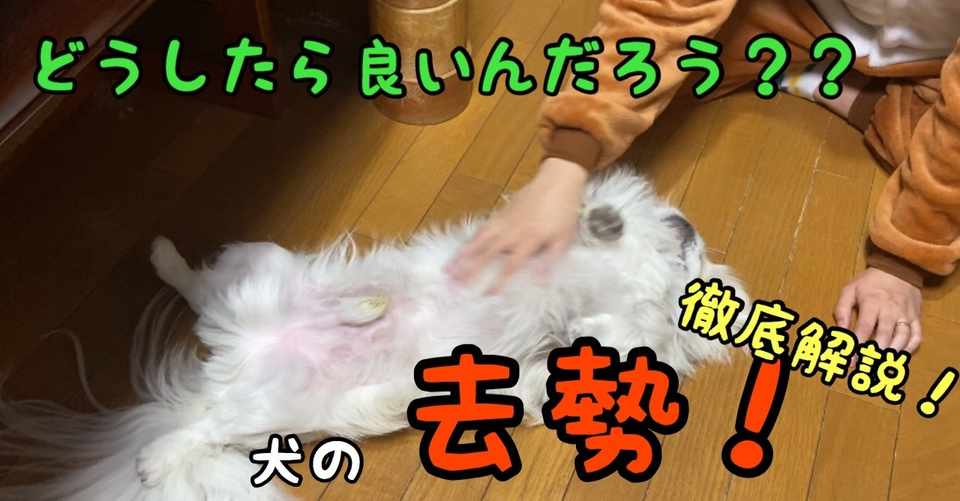 どうしたらいいの 犬の去勢の真実 ドッグライフサポーター 獅子パパ Note