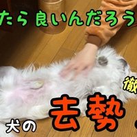 ドッグフードと手作り食 どっちが良いの ドッグライフサポーター 獅子パパ Note