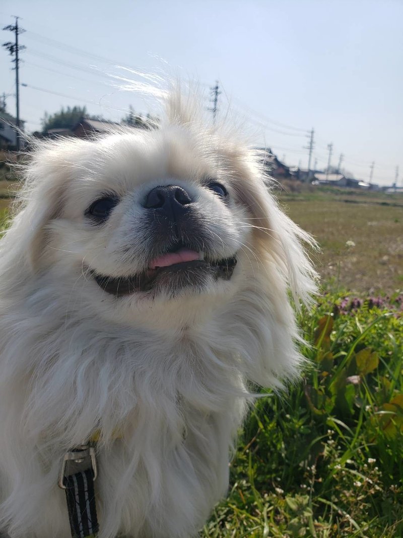 どうしたらいいの 犬の去勢の真実 ドッグライフサポーター 獅子パパ Note どうしたらいいの 犬の去勢の真実 ドッグライフサポーター 獅子パパ Note