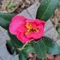 野の花