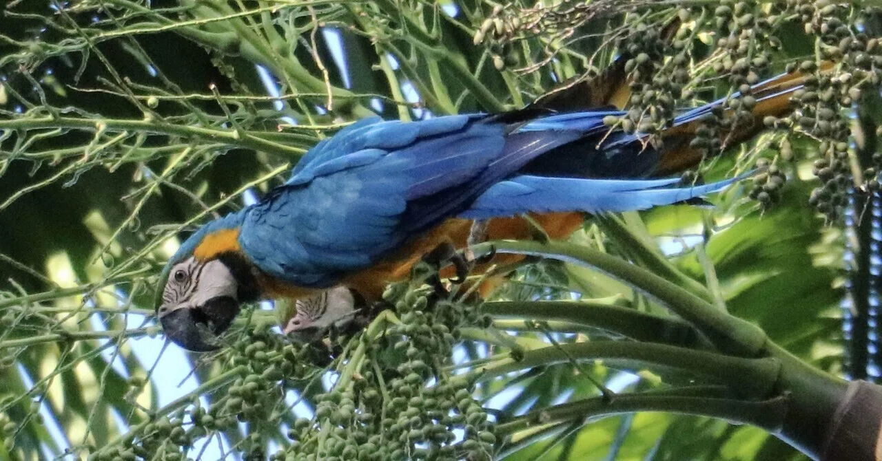 金剛インコ ベネズエラの旅#14】Day4③•野生の金剛インコを見に行く/ベネズエラ