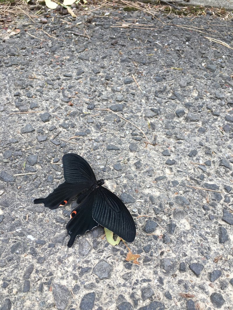 散歩途中の驚き 柴犬とスピリチュアル Note