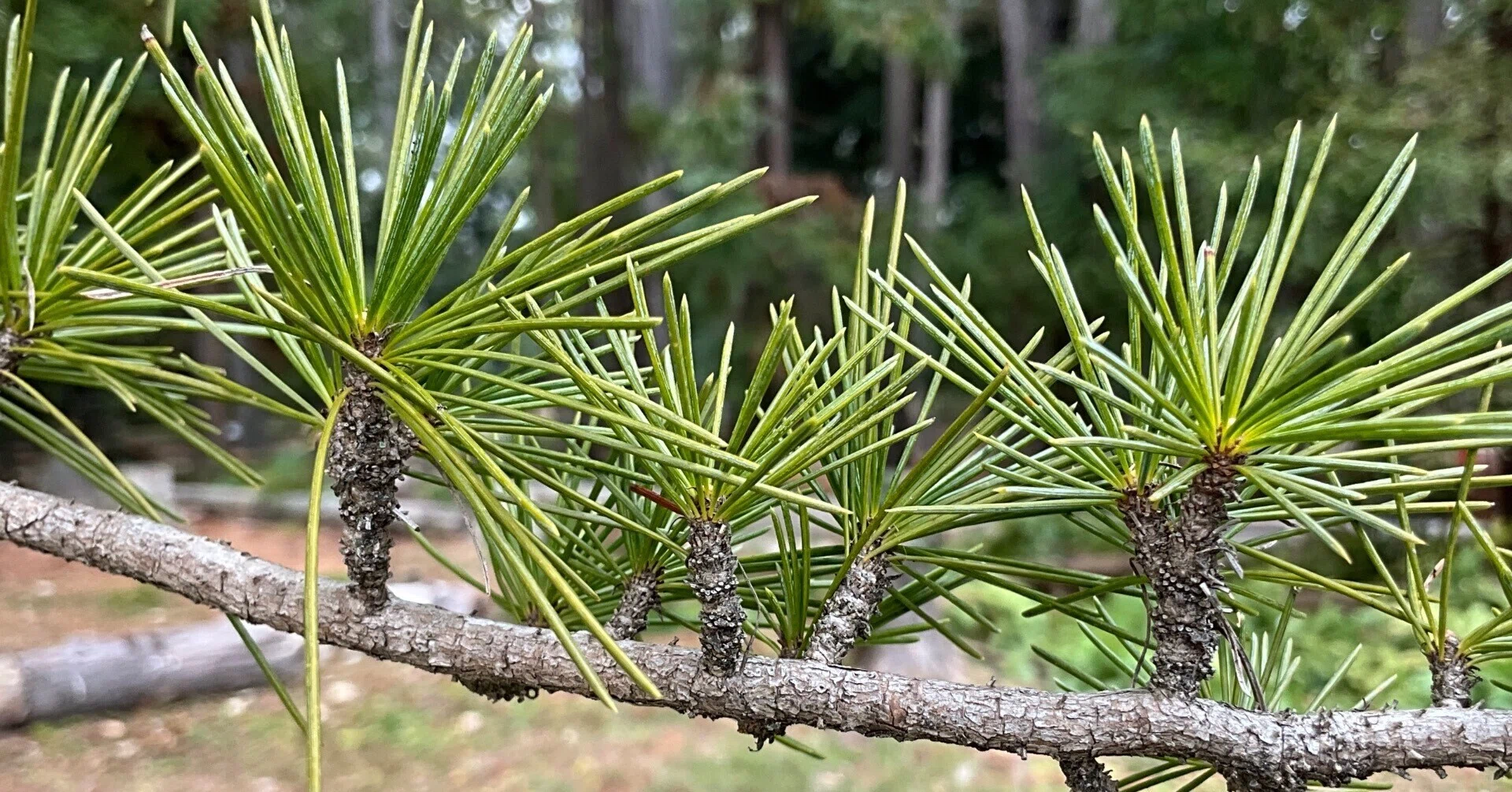 Lebanon Cedar (Kyoto Botanical Gardens) No. 140: February 25, 2026