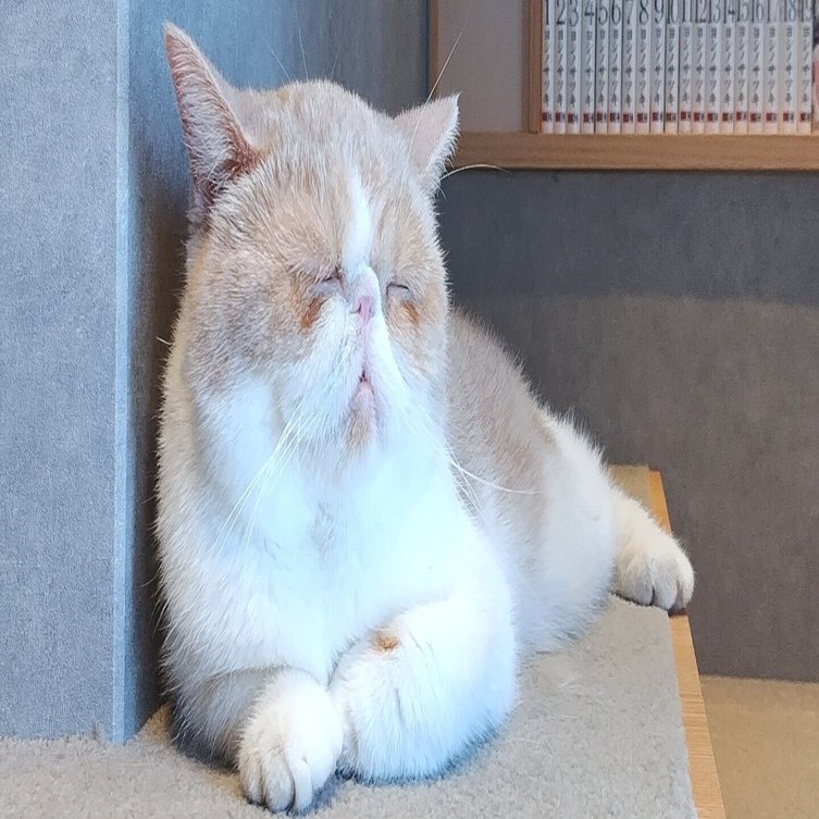 カプリチョーザと猫カフェモカ（MOCHA）三宮店｜M_ayumi