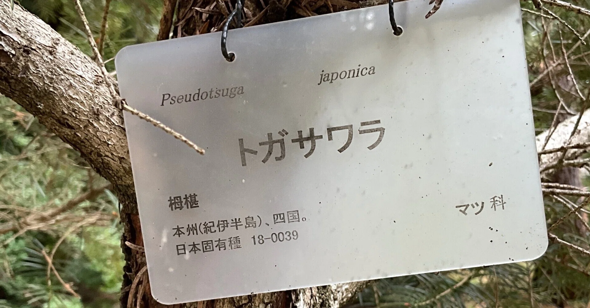 トガサワラ（京都府立植物園）No.88：2026年3月14日（土）｜藤井秀昭