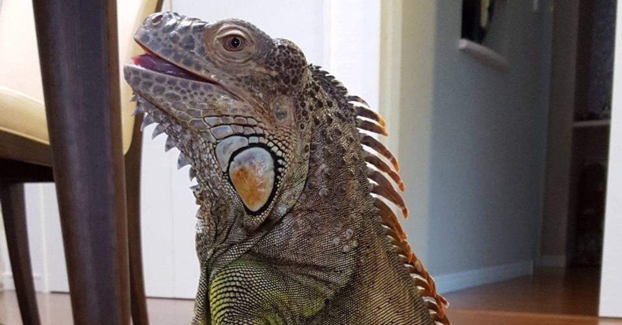 イグアナの食事や飼育環境について 幼体からの飼育をする人必見 イグちゃん Note イグアナの食事や飼育環境について 幼体からの飼育をする人必見 イグちゃん Note