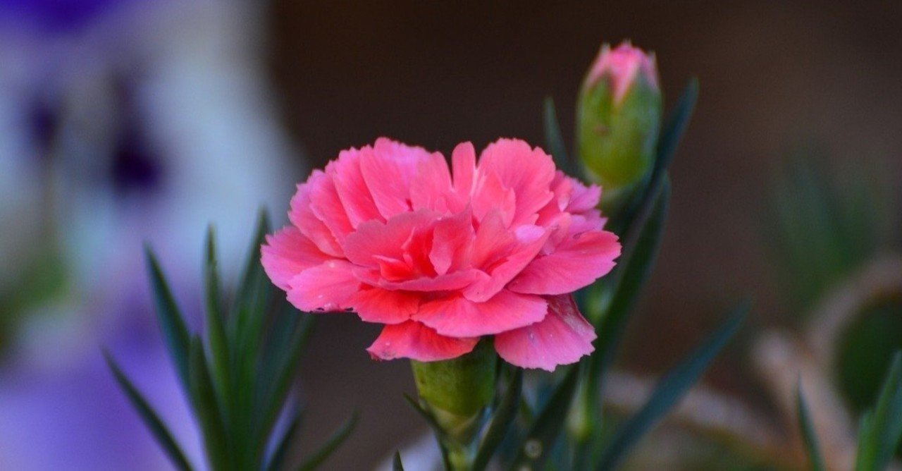 カーネーションの花言葉 Lily Taki トラベルライター Note