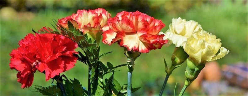 カーネーションの花言葉 Lily Taki トラベルライター Note