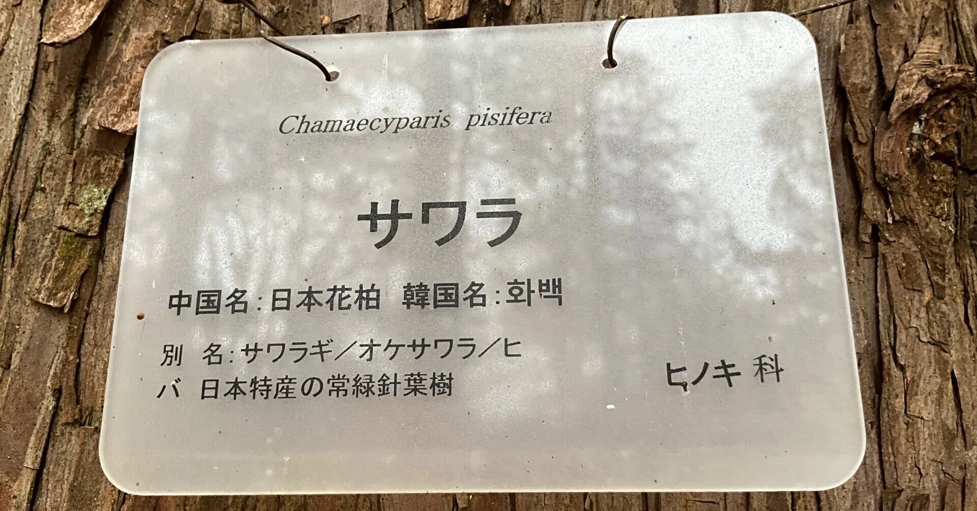 サワラ（京都府立植物園）No.56：2026年3月12日（木）｜藤井秀昭