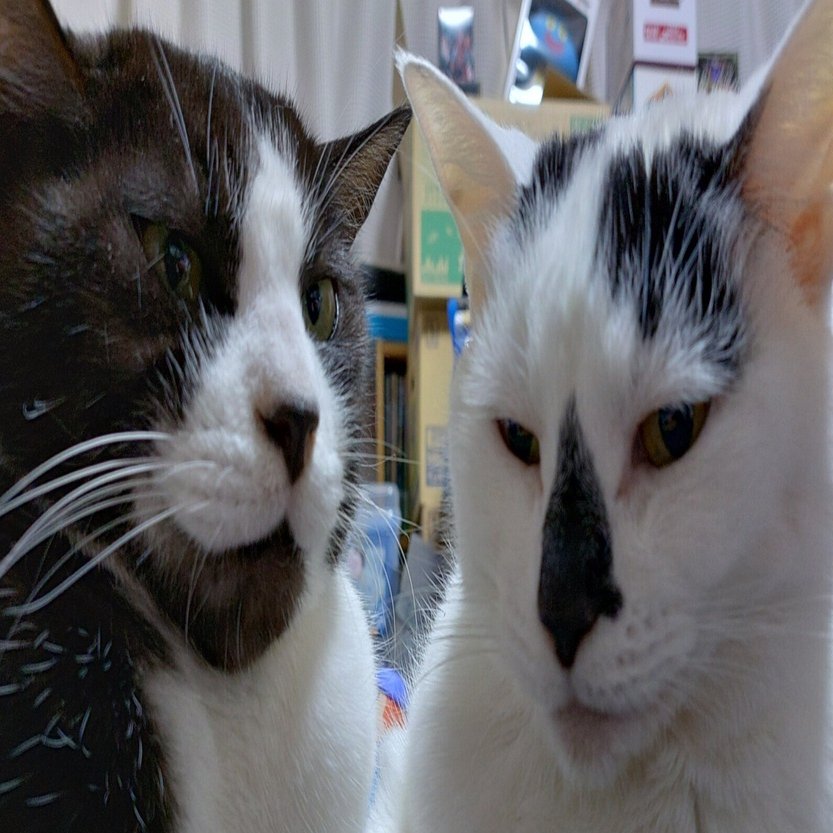 2月22日はにゃんにゃん記念日｜たけうち