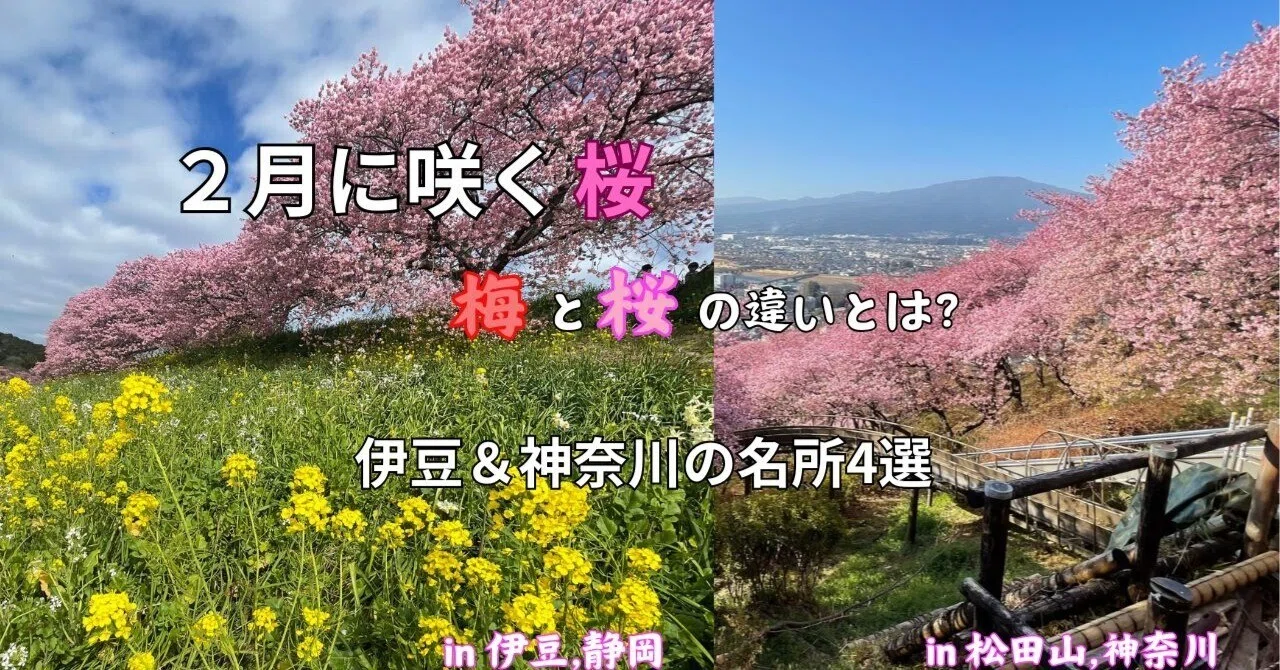 2月に咲く桜？桜・梅・桃の違い／桜の増やし方／伊豆＆神奈川の名所4選