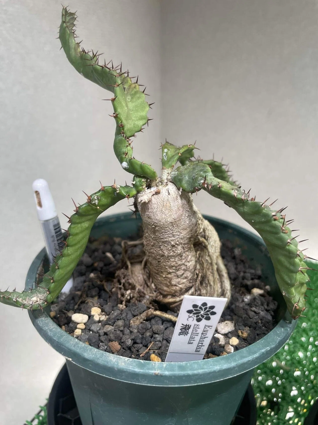 塊根植物育成⑨ユーフォルビア飛竜｜コーデックス ファンクラブ🌈🌈🌈
