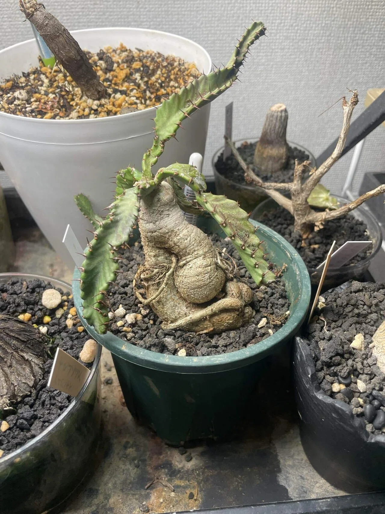 塊根植物育成⑨ユーフォルビア飛竜｜コーデックス ファンクラブ🌈🌈🌈