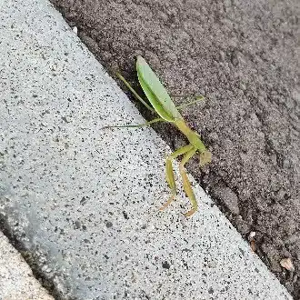 タッシー
