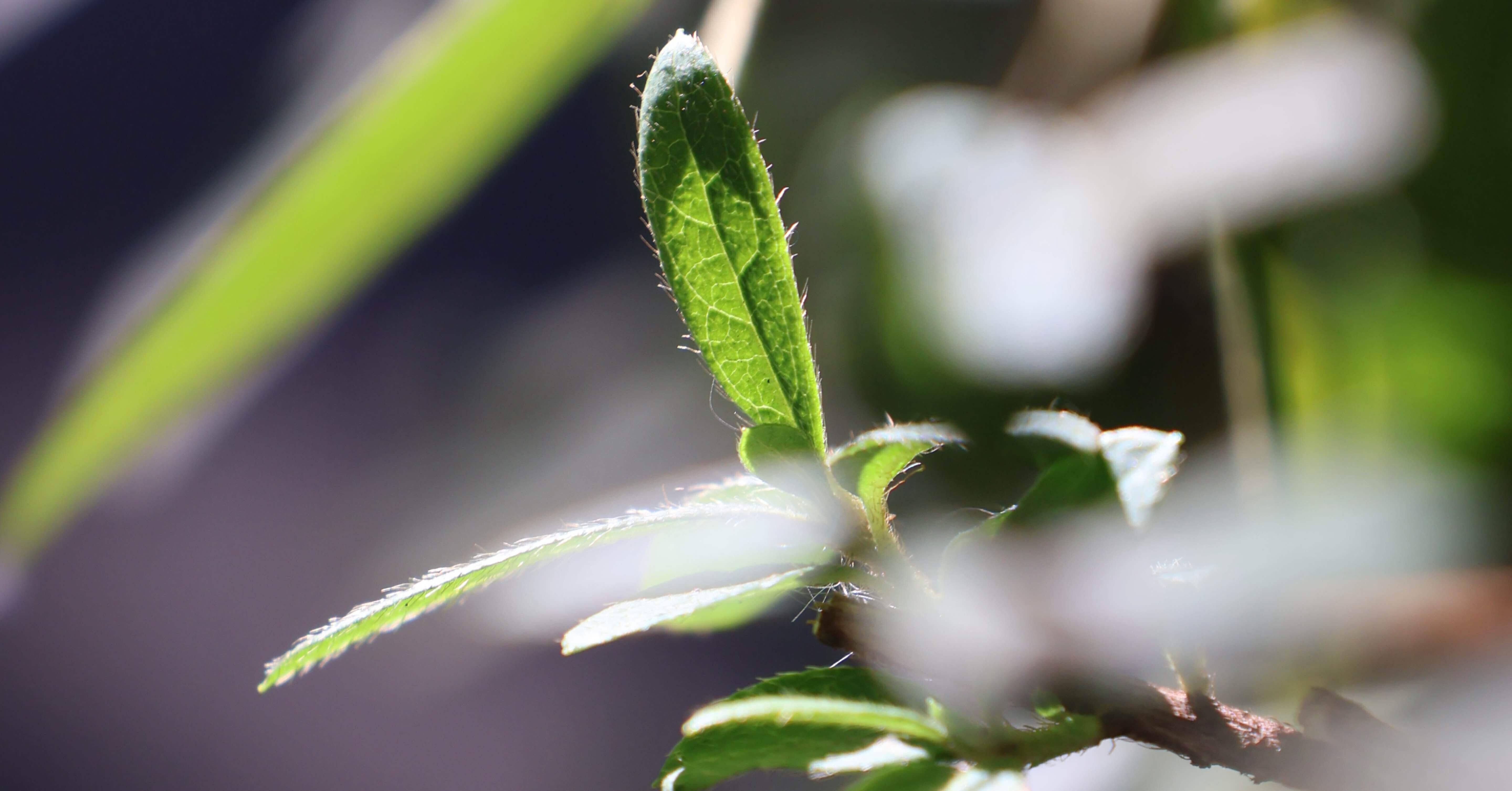 1枚の葉っぱに惹かれた日｜kaori |