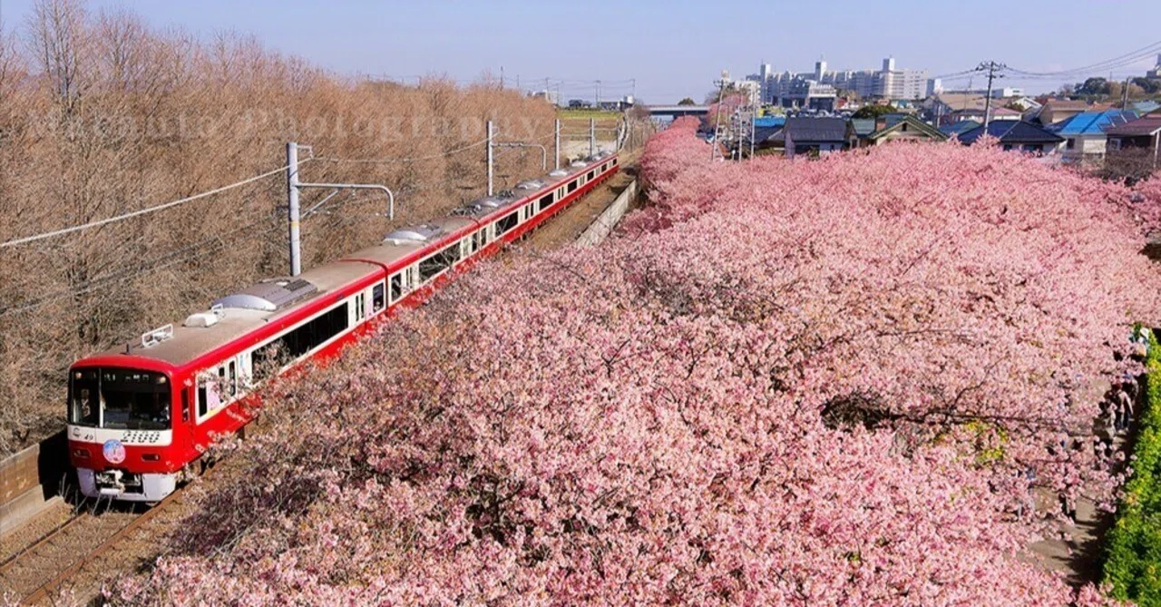 見事なまでに美しい！赤い電車と河津桜の共演！｜Macauto