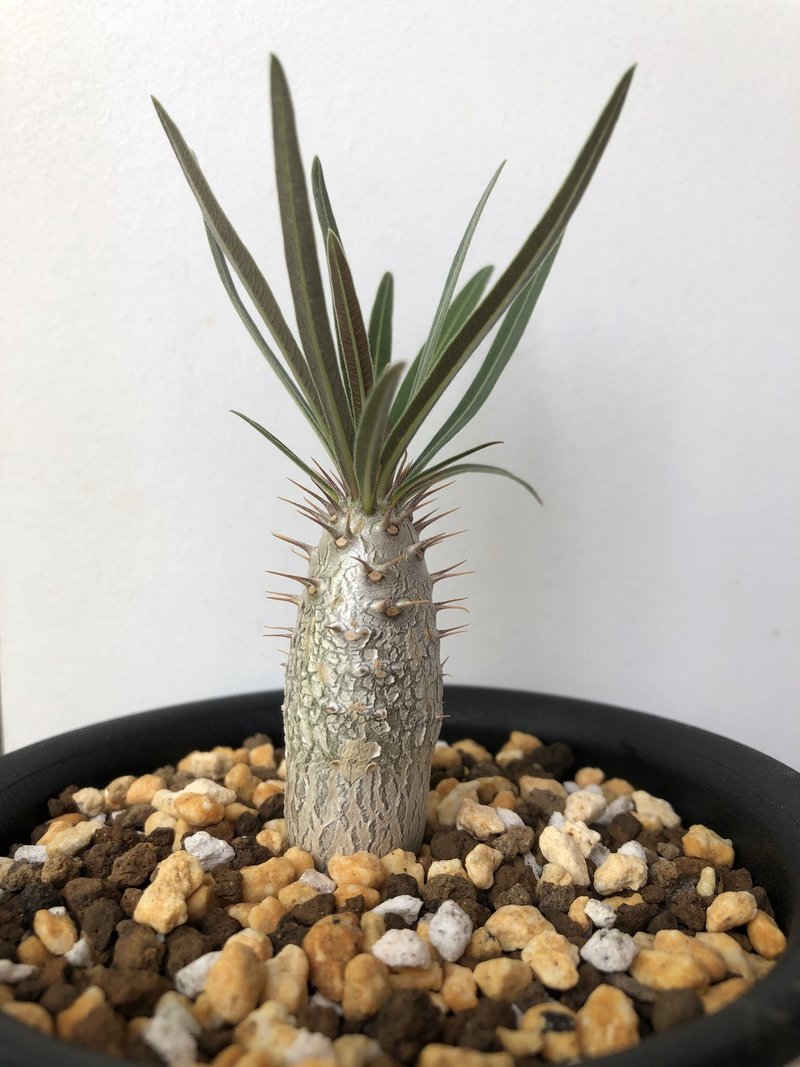 植物欲 植欲 新たな仲間たち 808 Note 植物欲 植欲 新たな仲間たち 808 Note