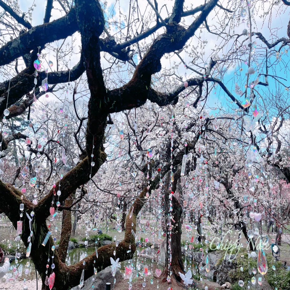 春の光を歩く｜北野天満宮 梅苑と西陣さんぽ｜Chippy｜裏庭