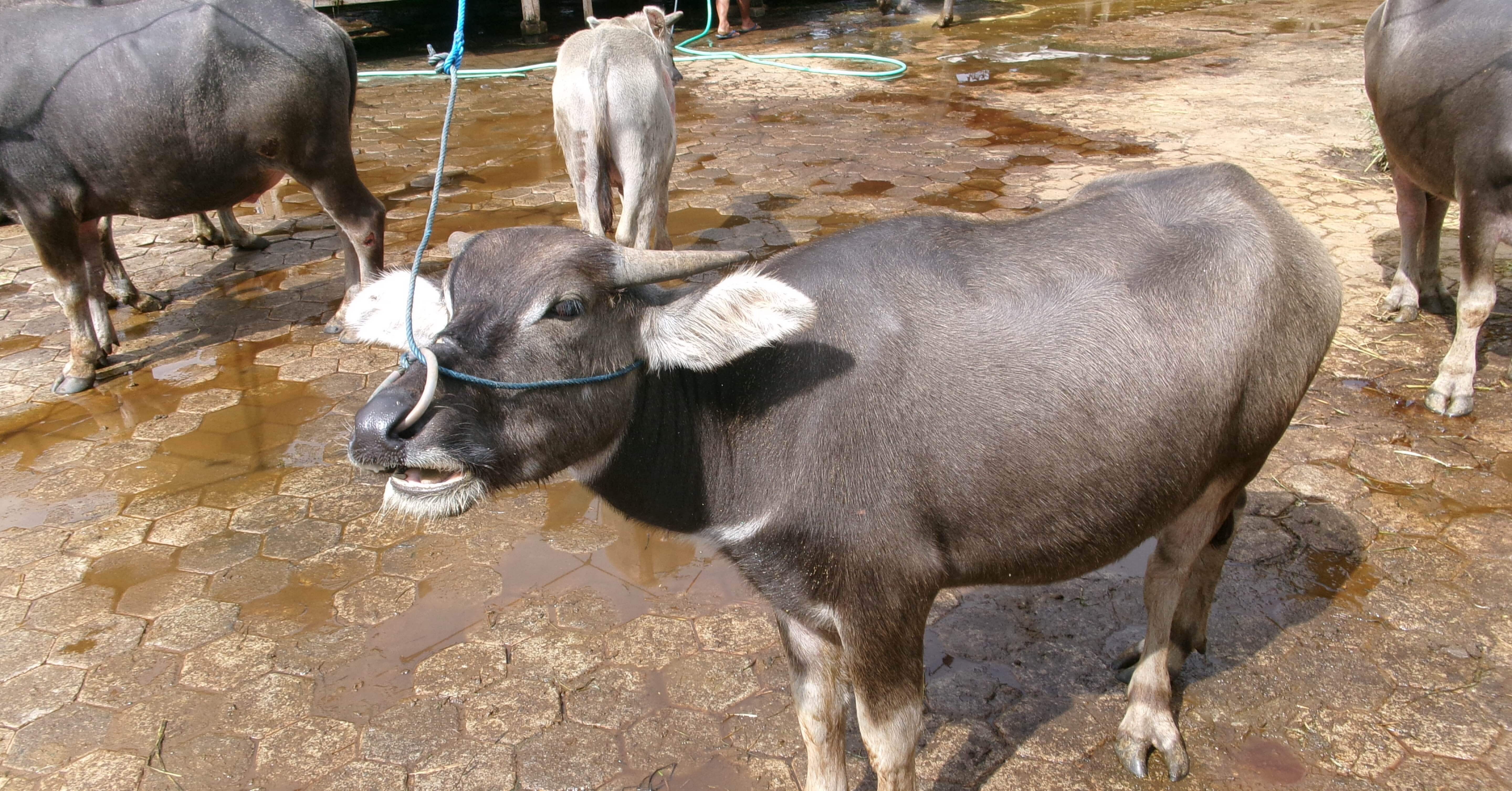 トラジャの文化と水牛 │ スラウェシ島タナトラジャ1日目①🇮🇩｜Misaki