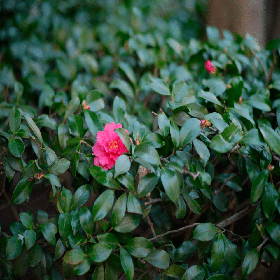 contax carl zeiss sonnar T* 135mm f2.8 ｜NOB PHOTO