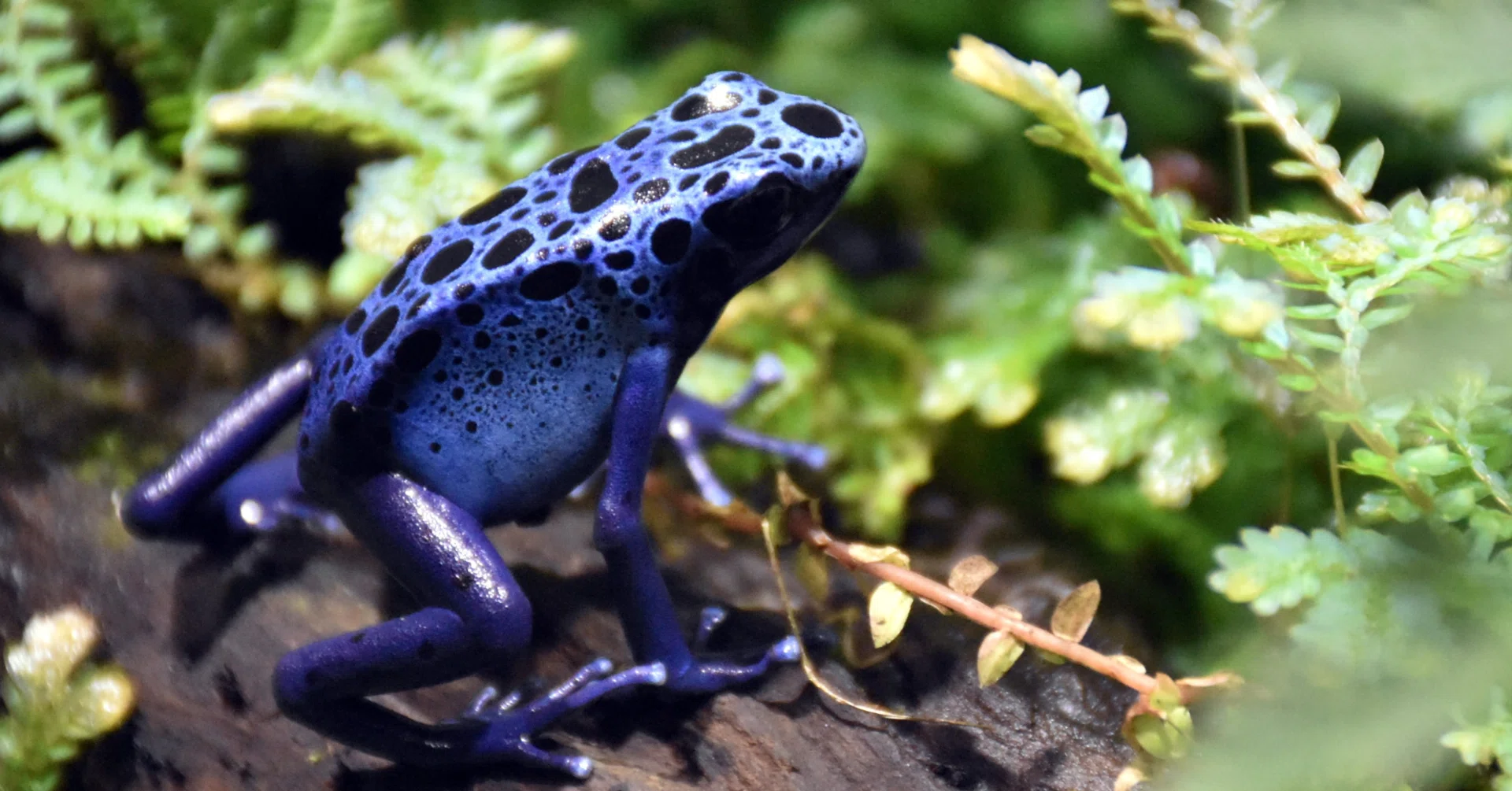 ヤドクガエル（矢毒蛙、dart frog）｜レコの館（やかた）