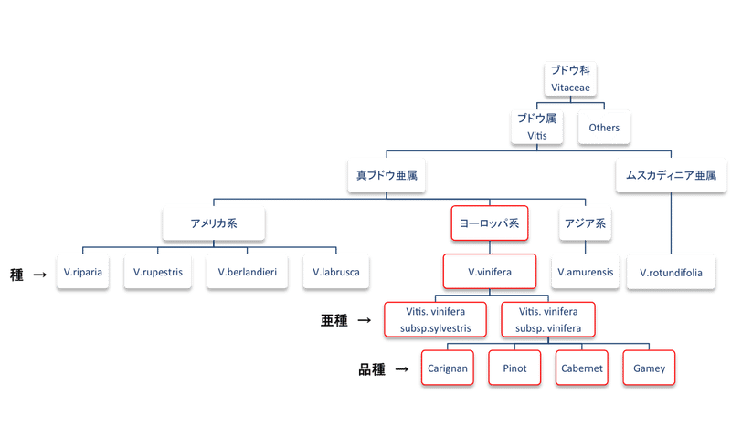 ブドウ品種の親 兄弟を知るとワインがより面白くなる T Hide Note ブドウ品種の親 兄弟を知るとワインがより面白くなる T Hide Note