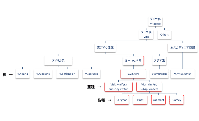 ブドウ科家系図