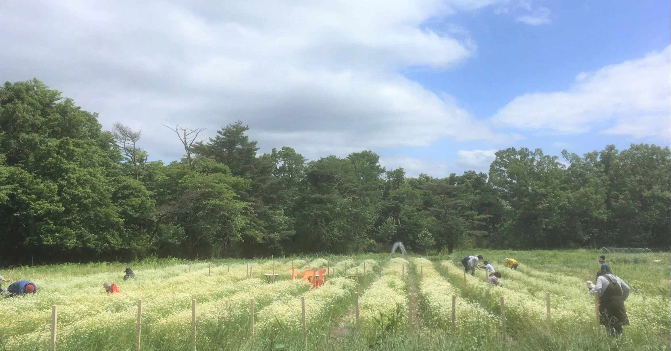 新しいカモミールの栽培方法へチャレンジ中！｜那須高原HERB's 浜津